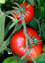 Tomatoes